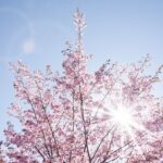 桜の花、舞い上がる道を