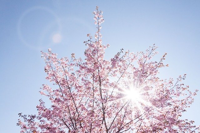 桜の花、舞い上がる道を
